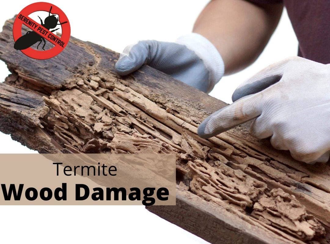 Termite damage to wood structure showing the need for professional treatment