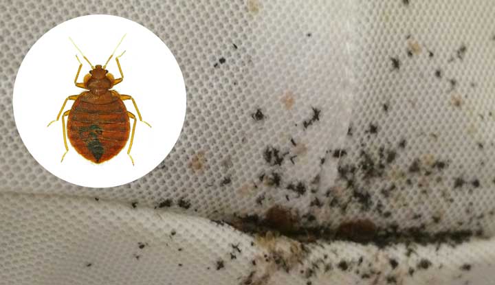 Bed Bugs