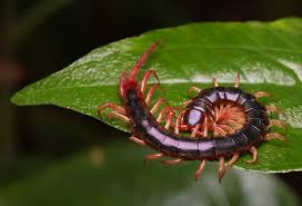Centipedes