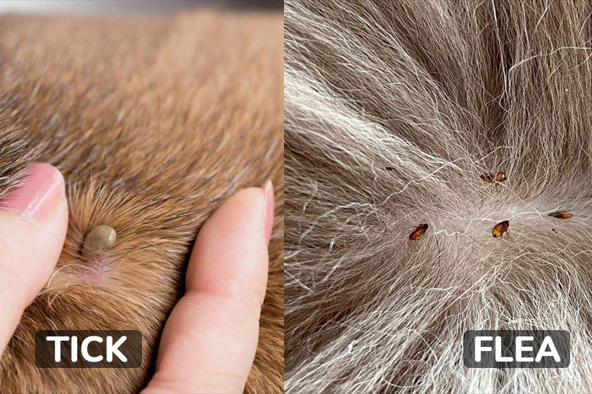 Fleas & Ticks