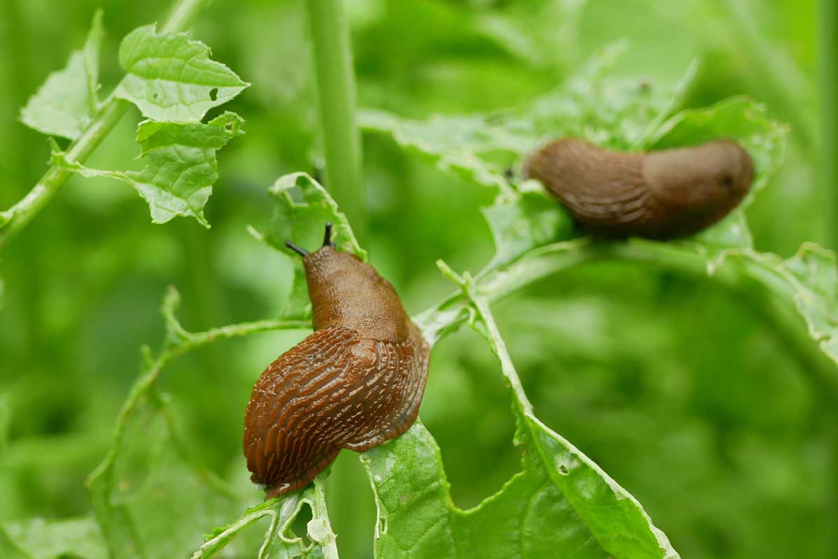 Snails & Slugs