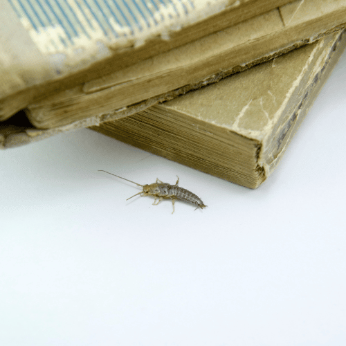 Silverfish