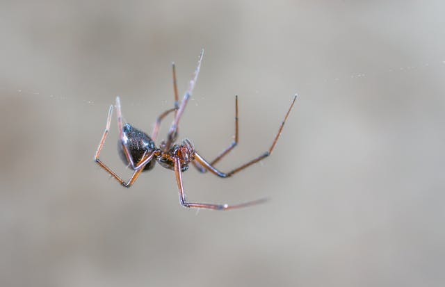 Spiders