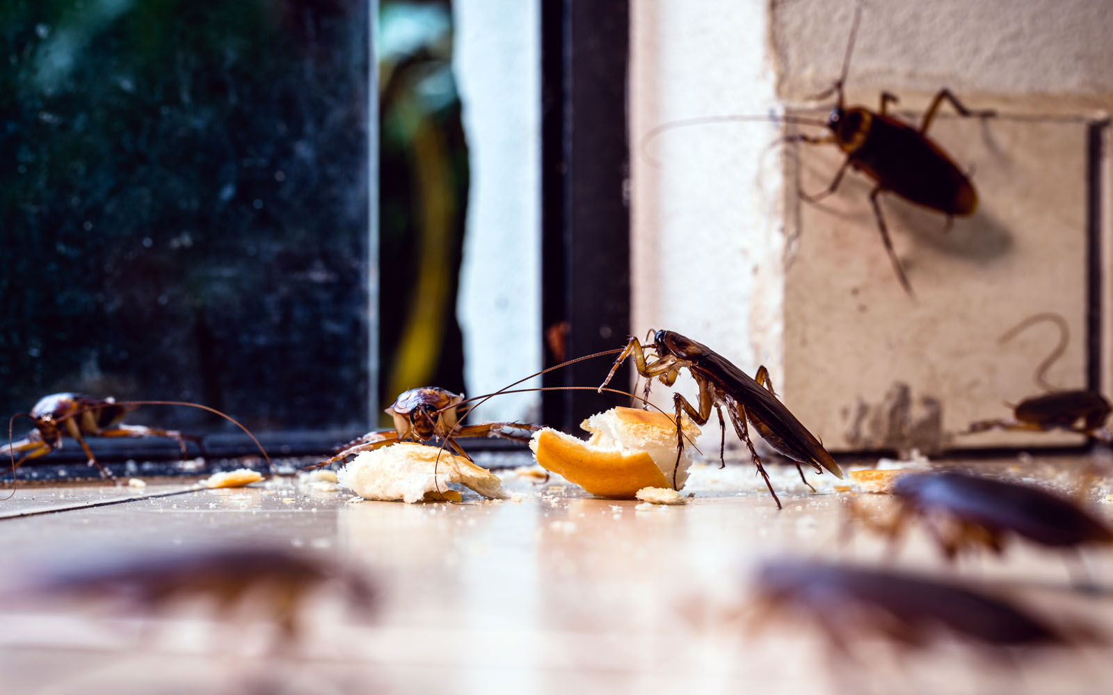 Roaches in your kitchen?