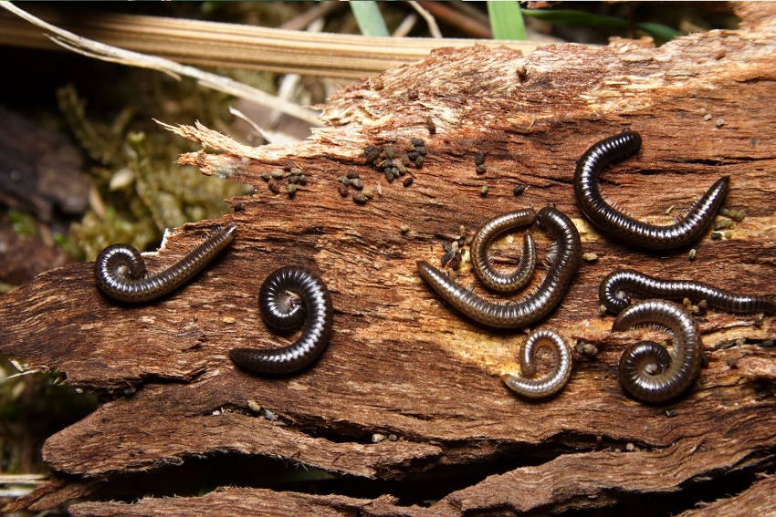 Millipedes