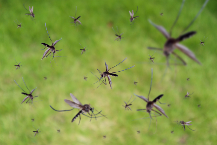 Mosquitoes ruining evenings?