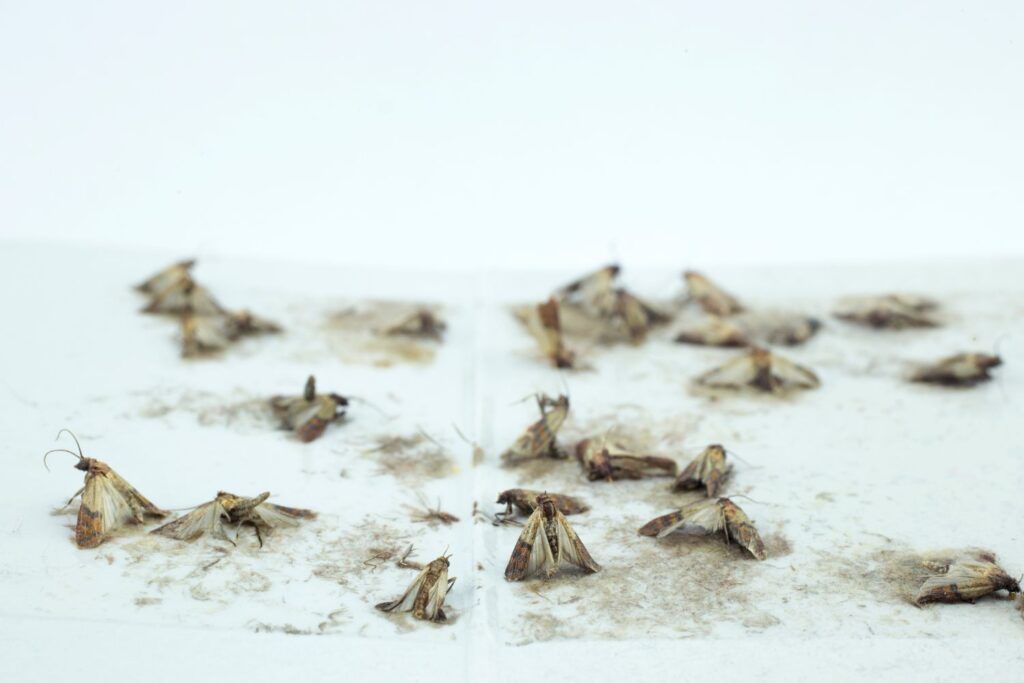 Moths