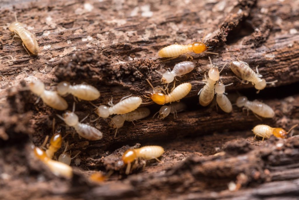 Termite damage?