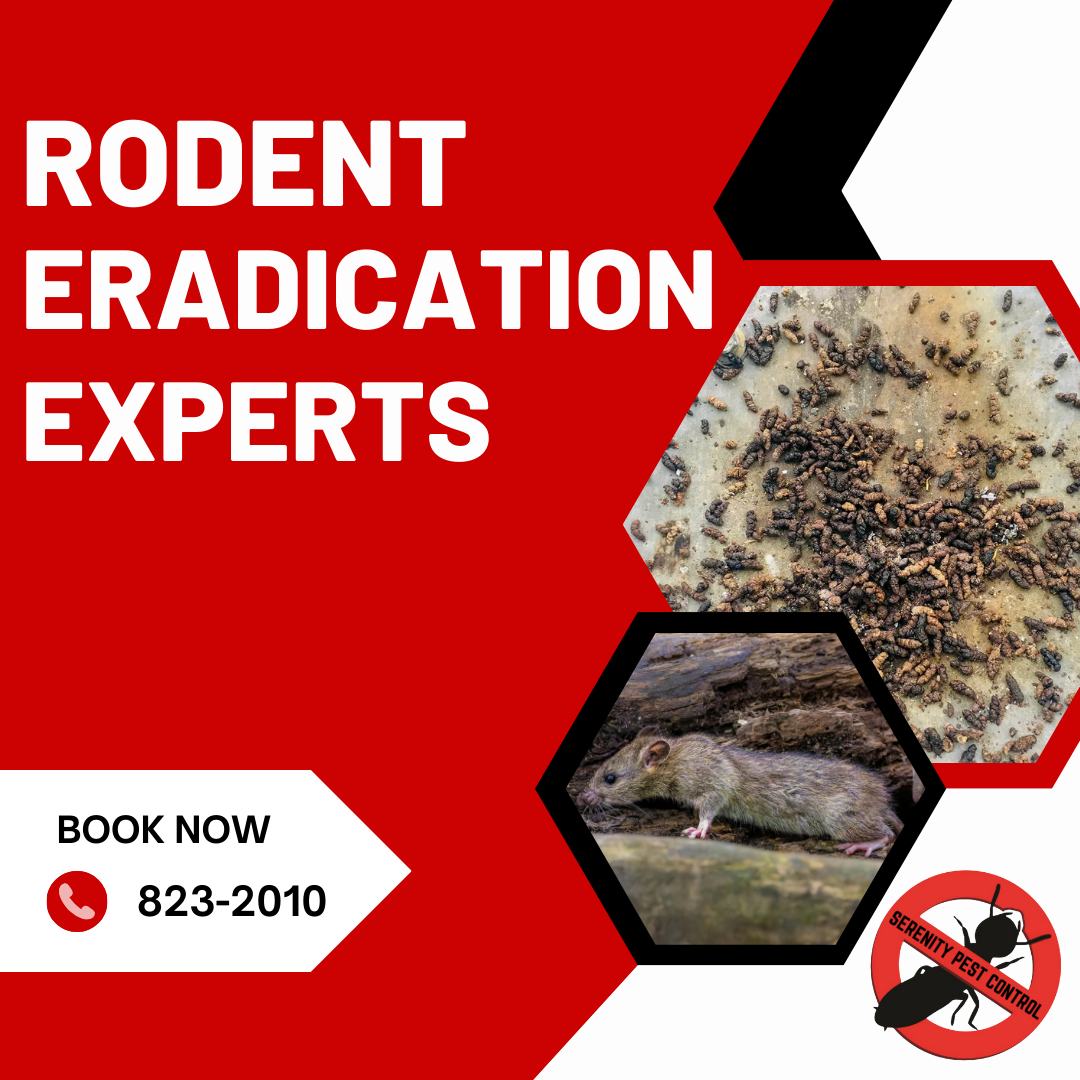 Rodents in your roof?